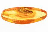 Large Fossil Cockroach (Blattodea) In Baltic Amber - Rare! #328116-2